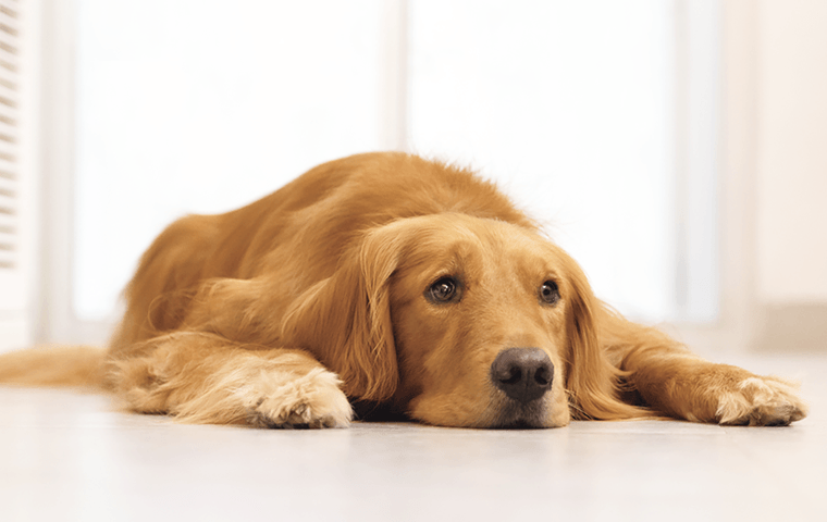 愛犬の早期発見・早期治療