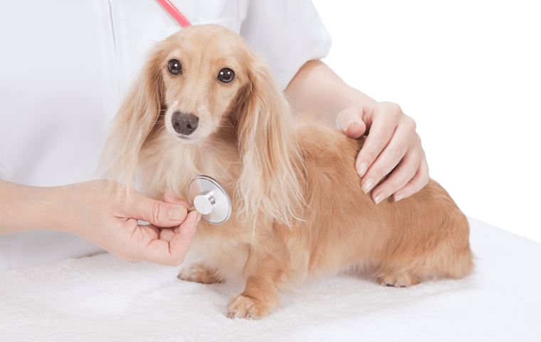 他の病気にかかっていても検査できる犬