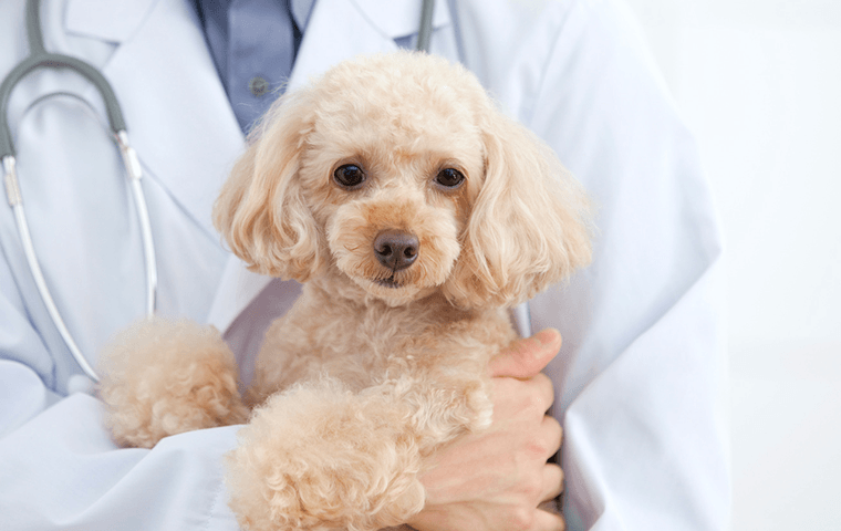 動物病院で行う検査